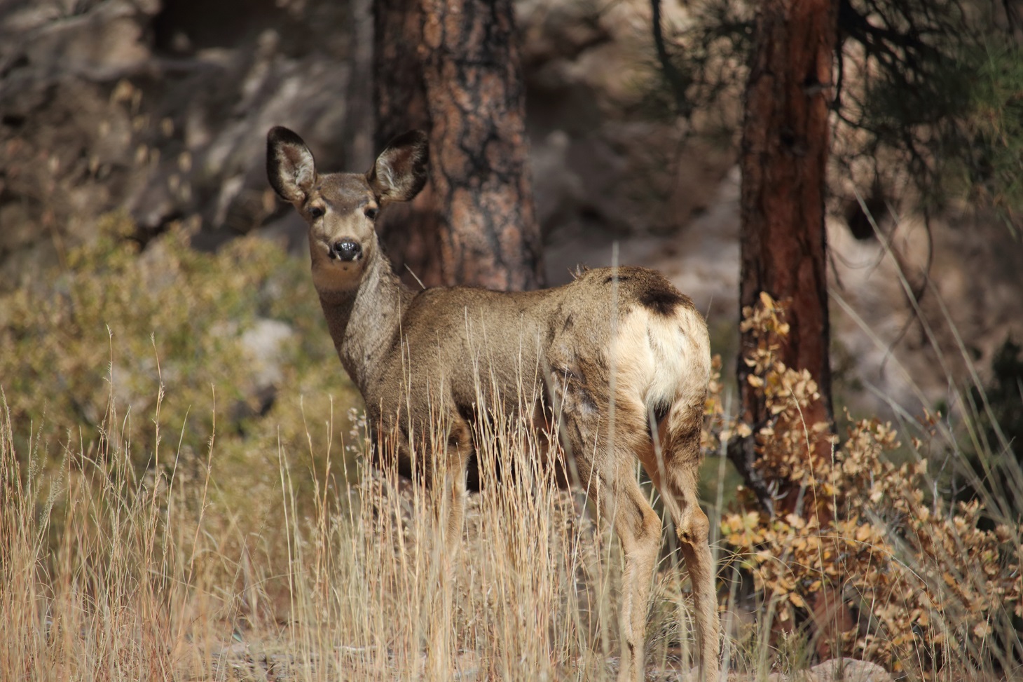 Mule Deer