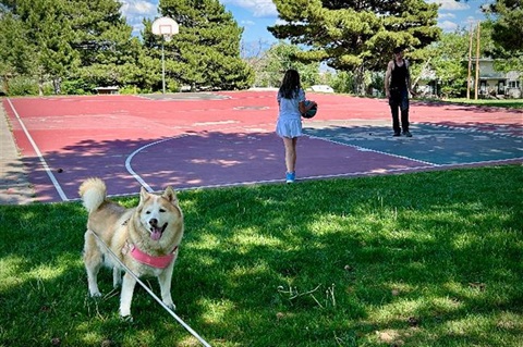 Urban Park basketball court with people playing basketball and a dog in the foreground.