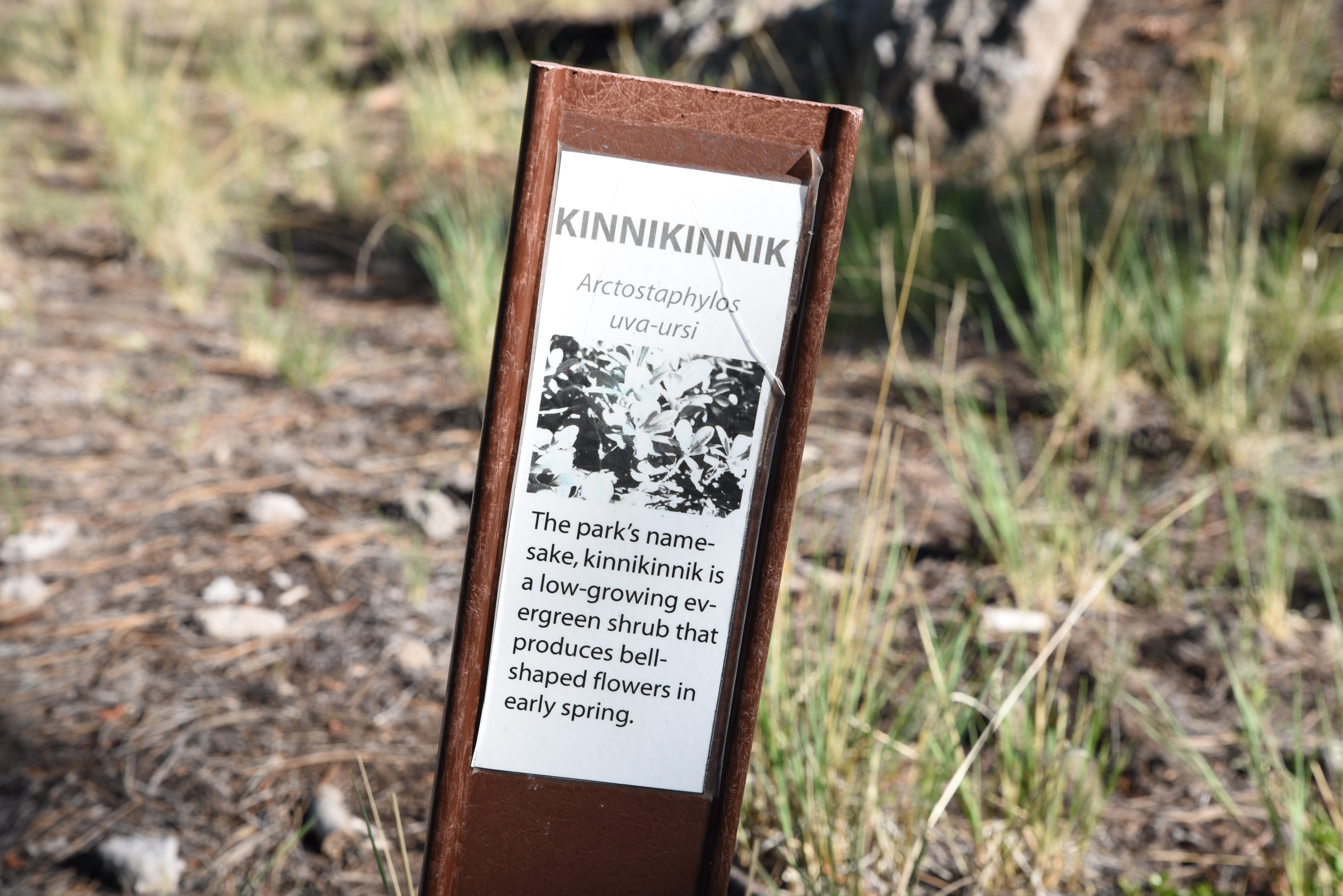 Aquatics Center Trailhead Kinnikinnik Sign.jpeg