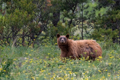 Black Bear in yellow flowers