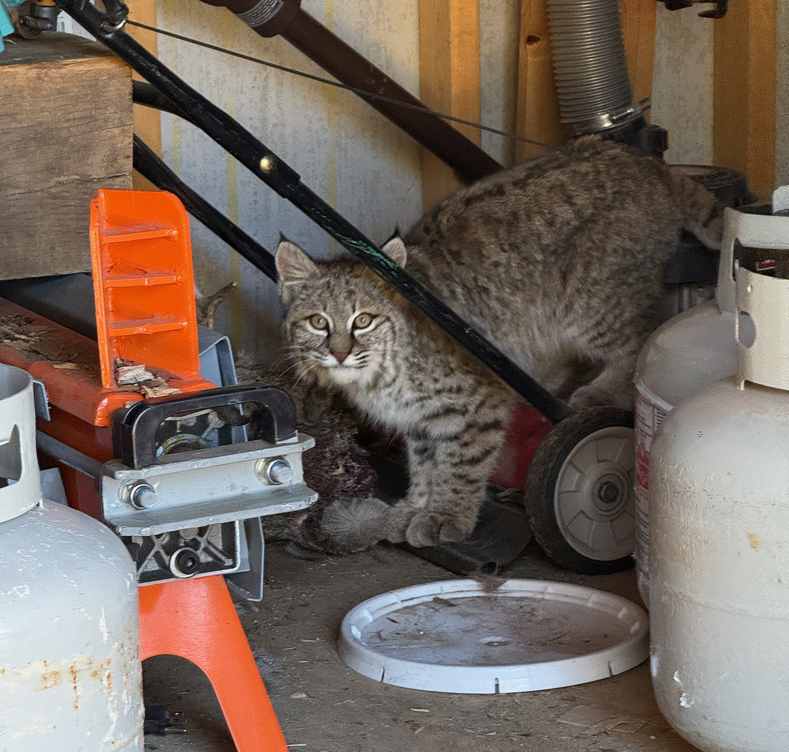 Bobcat in Shed 0226.jpg