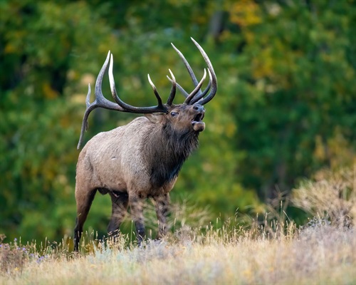 Elk image