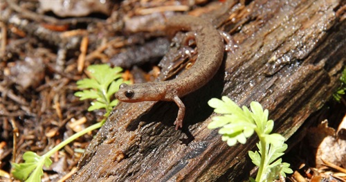 Jemez Mountain Salamander sitting on a log on the forest floor