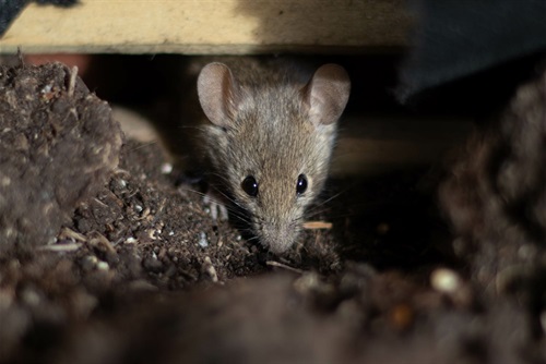 stock image of a mouse hiding under a board