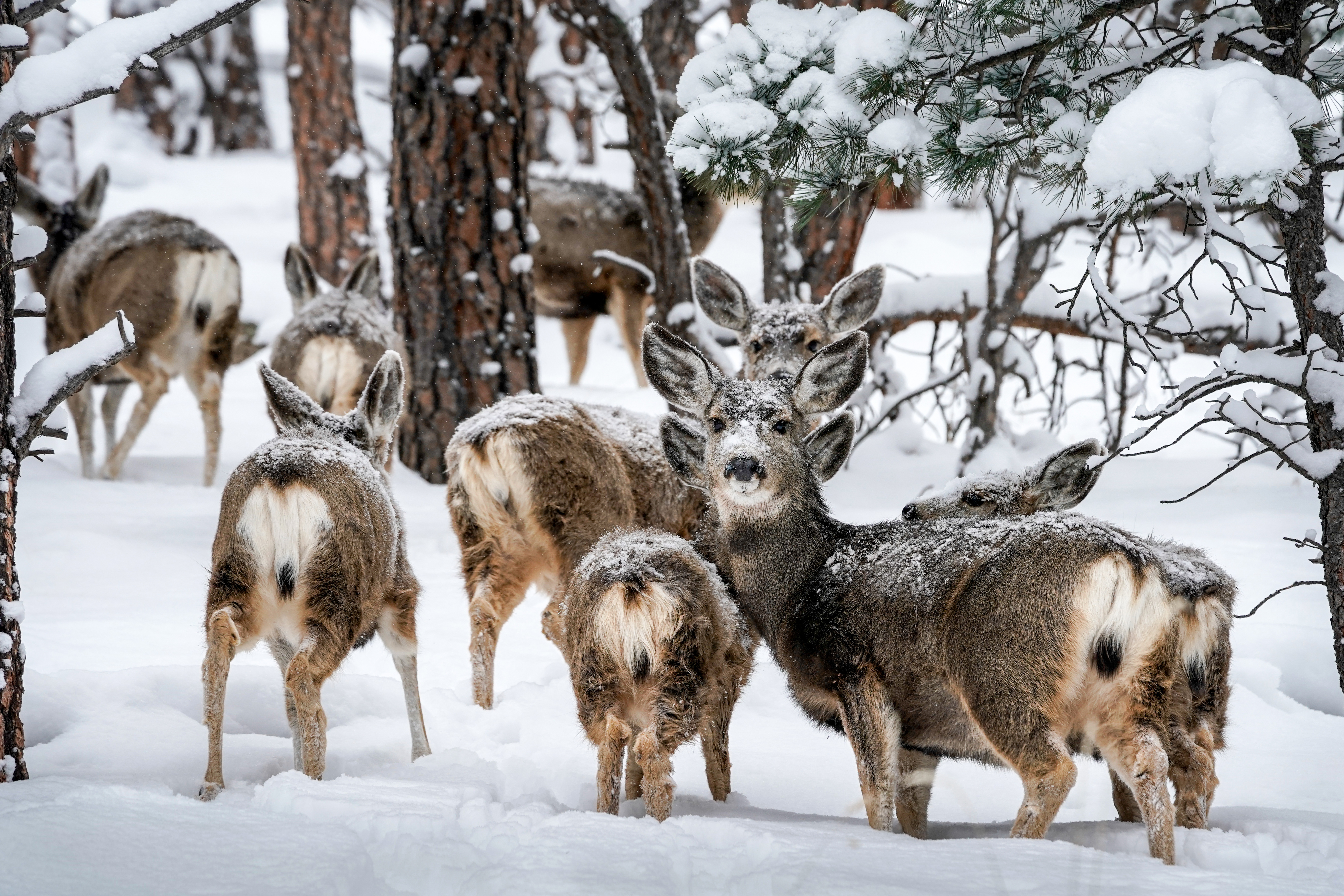 a herd of mule deer in winter