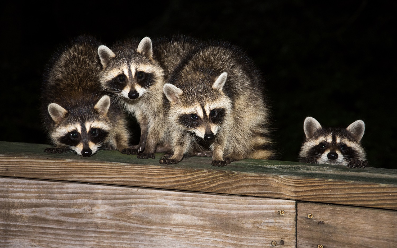 Raccoons on a fence