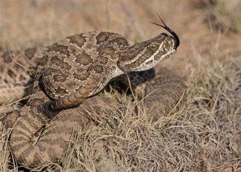 Prairie rattlesnake curled up in desert grasses