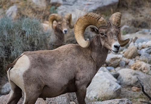 Rocky Mountain Bighorn Sheep image