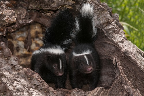 Skunk Photo