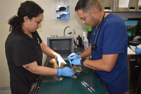 Garland-Animal-Shelter-and-Adoption-Center-Photo-of-Vets-with-Cat.jpg