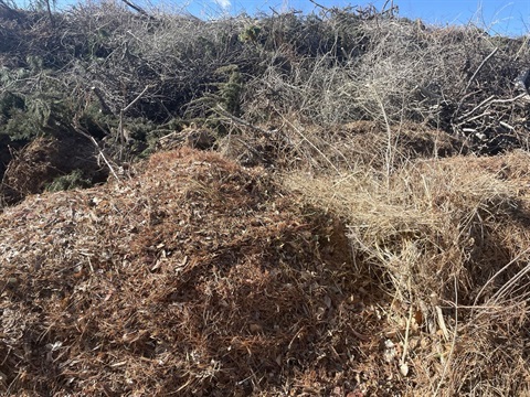 Brush-Pile.jpeg