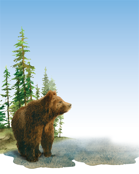 A watercolor illustration of a bear looking into the distance.