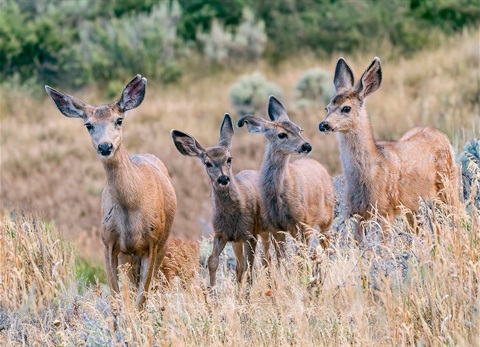 Deer group
