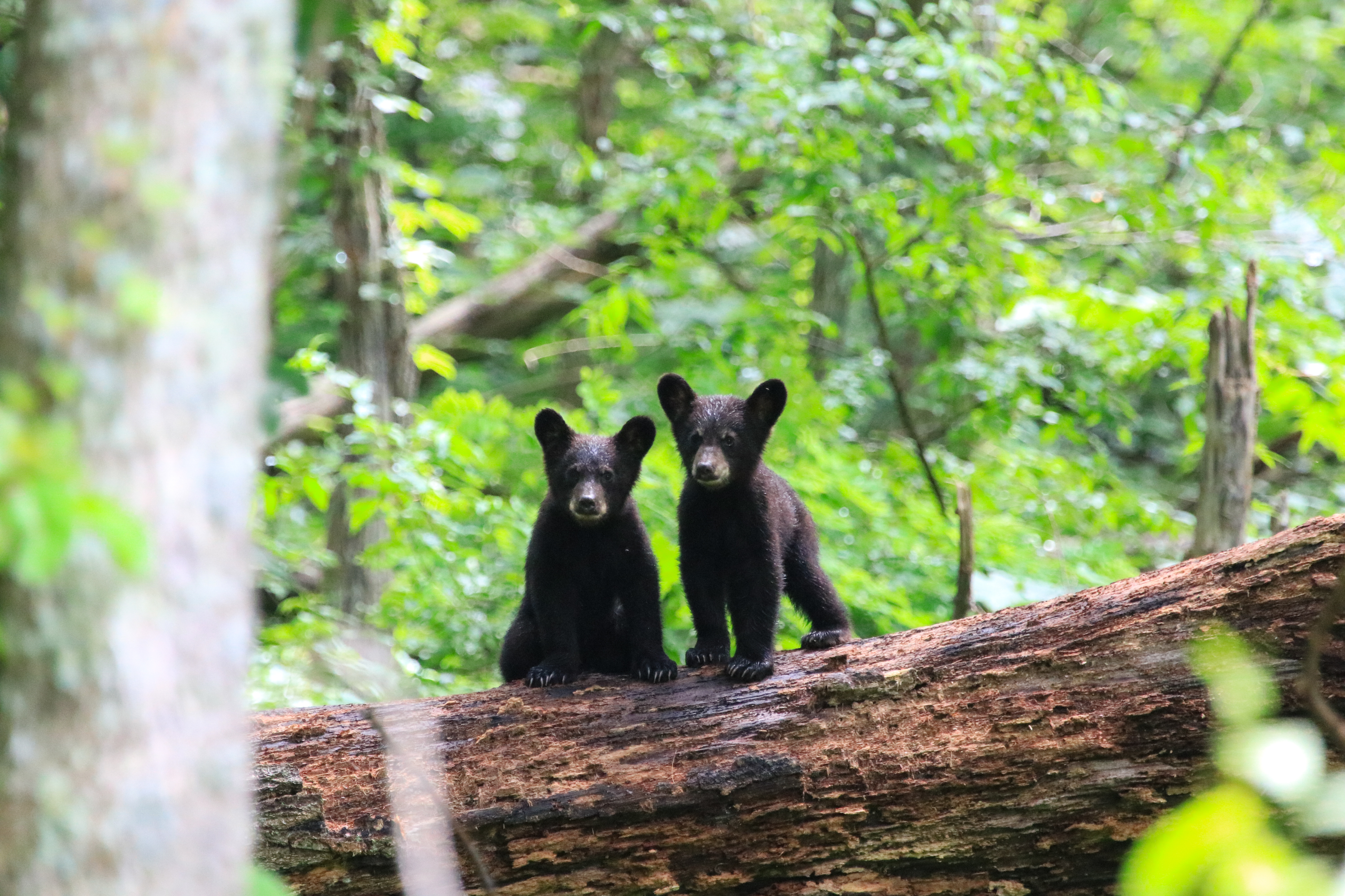 Stock photo of black bear cubs on a fallen tree