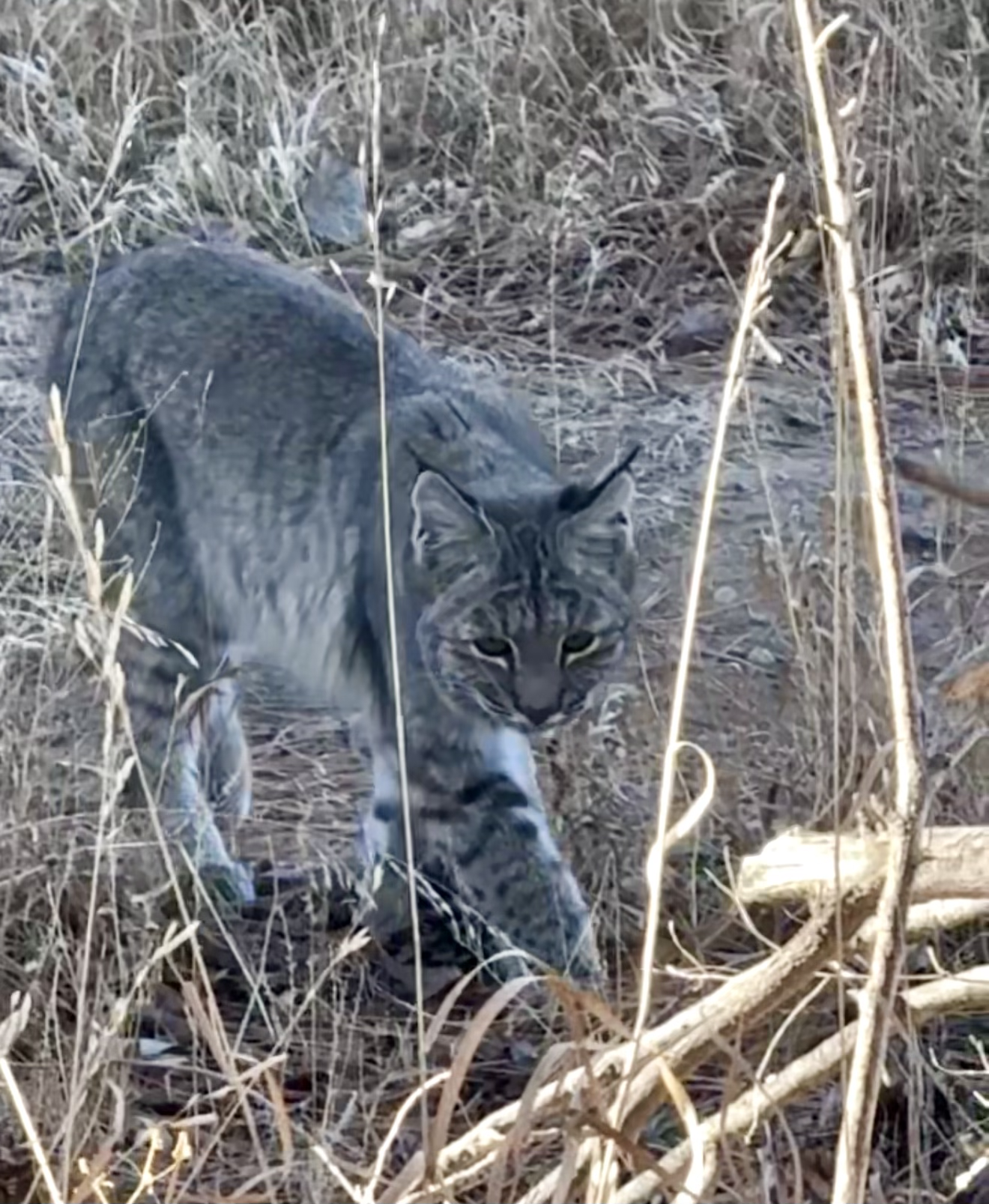 Bobcat Hunting 0226.png