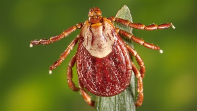 Dermacentor-andersoni-PHIL.jpg