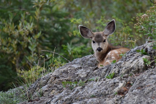 Fawn curled up on a rock