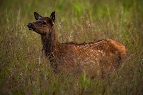 Newborn elk with spots in the tall grasses