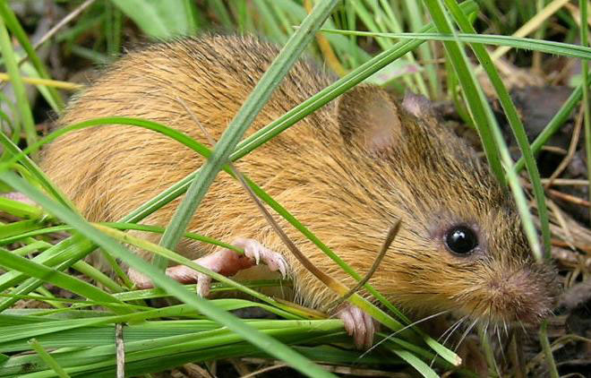 New Mexico Meadow Jumping Mouse taken by Jennifer Frey