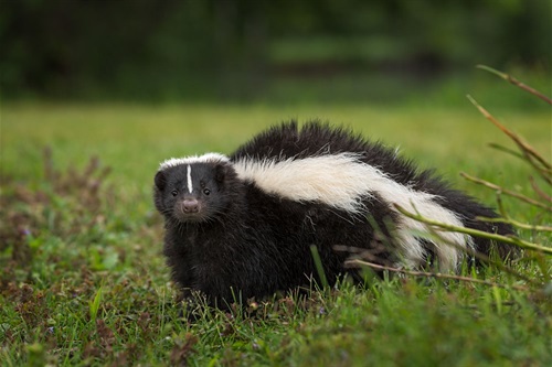 Skunk Photo
