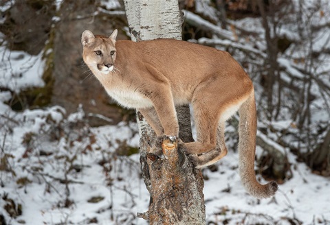 stock image of a mountain lion standing on a log in the forest in winter