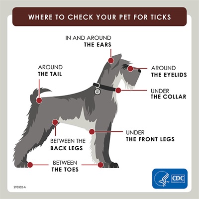 Where to check for ticks on dogs.jpeg